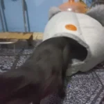 Cozy Cotton Cat Cave: Ultimate Winter Pet Bed Retreat photo review