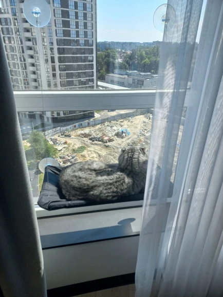 Sunny Cat Hammock Bed - Cozy Aerial Window Nest for Cats photo review