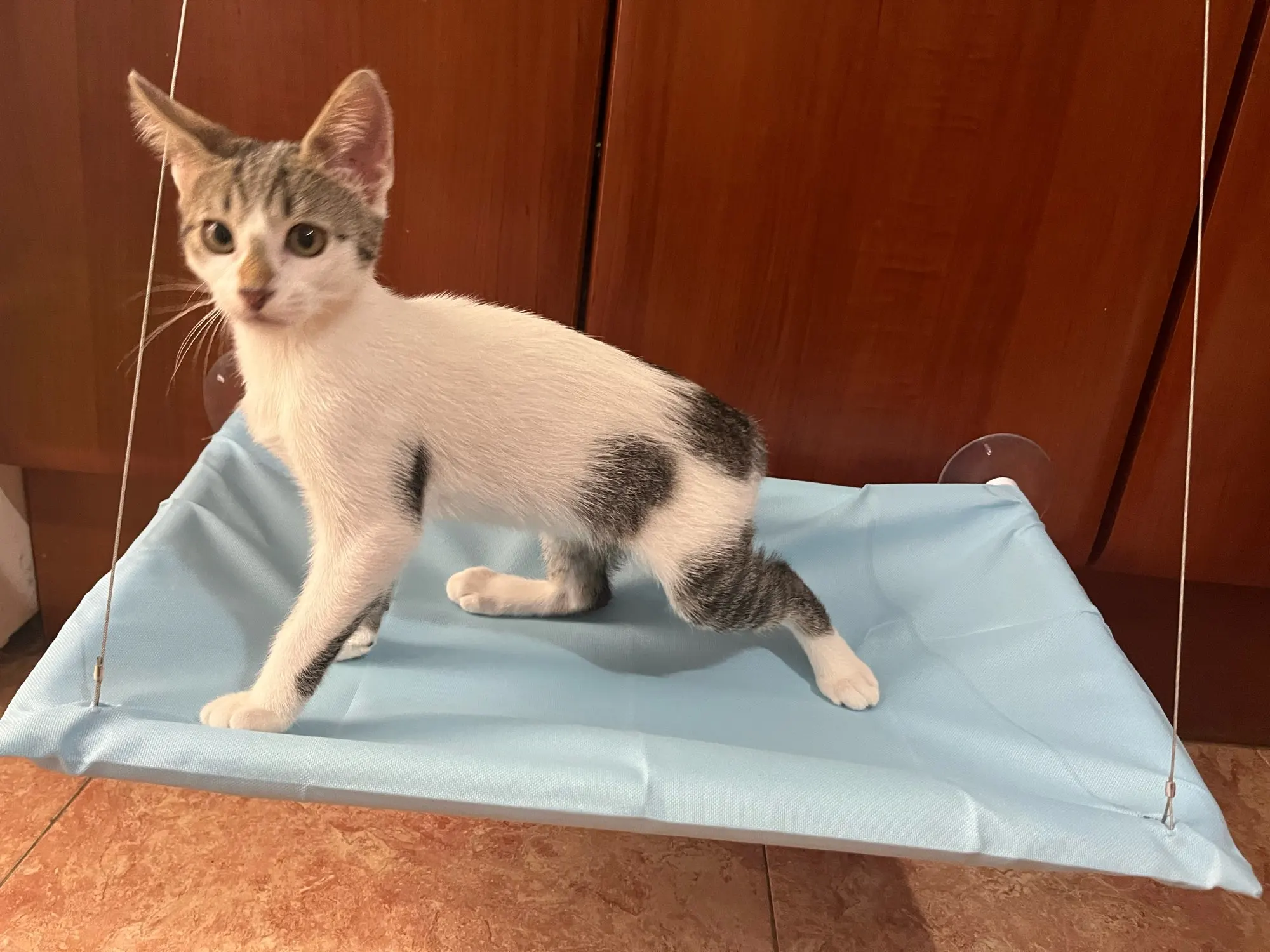 Sunny Cat Hammock Bed - Cozy Aerial Window Nest for Cats photo review