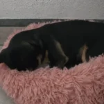 Cozy Round Plush Dog & Cat Bed for Ultimate Warmth & Style photo review