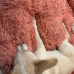 Cozy Bear Paw Pet Bed - Fluffy Comfort for All Sizes photo review