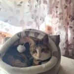 Cozy Cotton Cat Cave: Warm Pet Bed for Cats & Small Dogs photo review