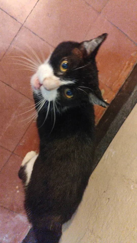 Sleek Leak-Proof Thermos Mug - 380/510 ML Insulated Style photo review