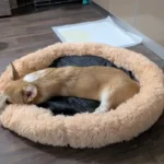 Cozy Round Pet Bed in Stylish Gradient for Large Dogs photo review