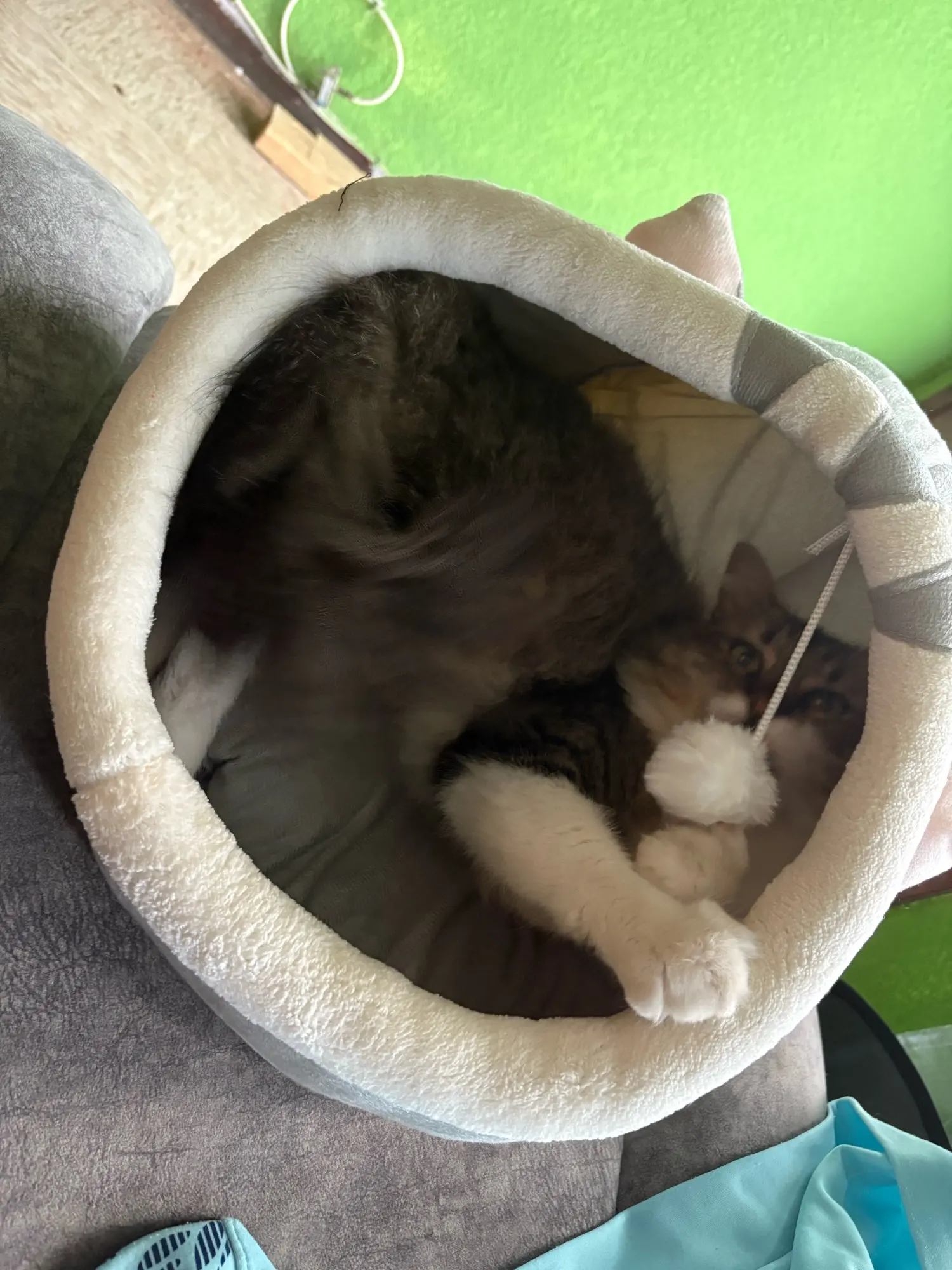 Cozy Cartoon Cat Bed: Removable, Washable, & Foldable Delight photo review