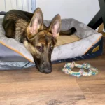 Jumbo Orthopedic Memory Foam Dog Bed - Waterproof & Cozy photo review