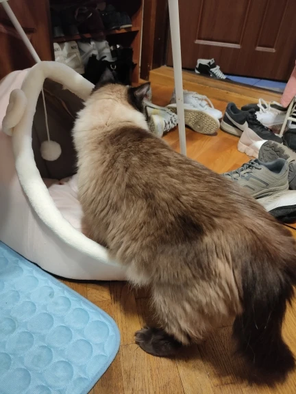 Cozy Cartoon Cat Bed: Removable, Washable, & Foldable Delight photo review