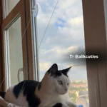 Sunny Cat Hammock Bed - Cozy Aerial Window Nest for Cats photo review