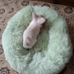 Plush Donut Cat Bed: Cozy, Washable Comfort for Pets photo review