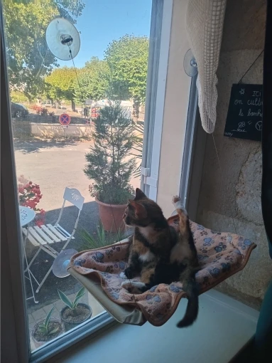 Sunny Cat Hammock Bed - Cozy Aerial Window Nest for Cats photo review