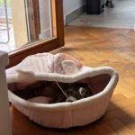 Cozy Cartoon Cat Bed: Removable, Washable, & Foldable Delight photo review