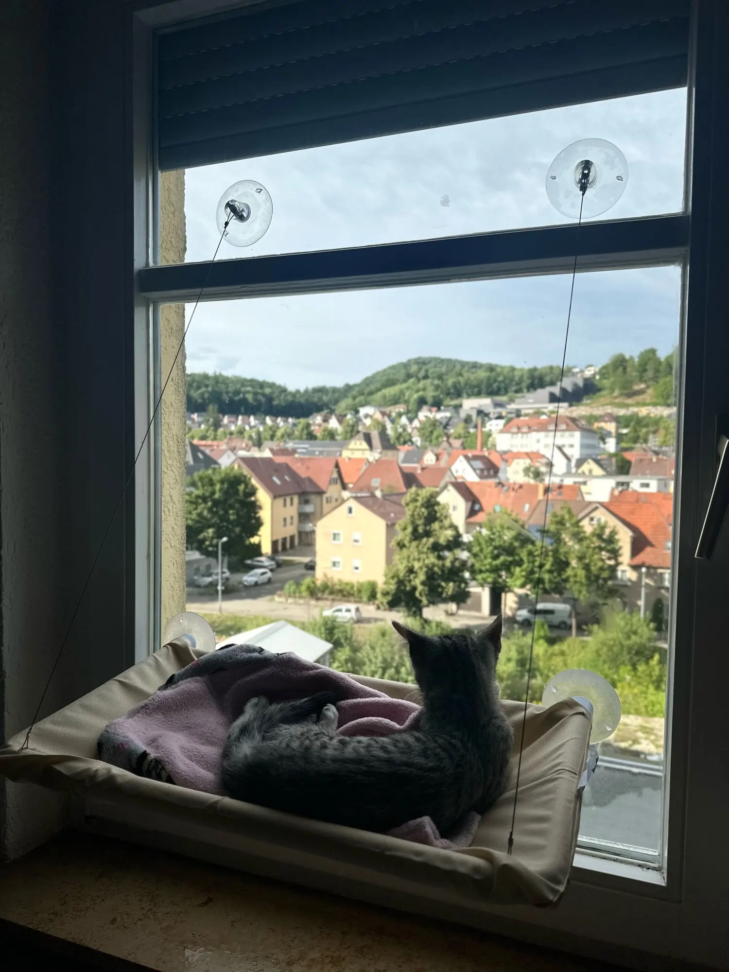 Sunny Cat Hammock Bed - Cozy Aerial Window Nest for Cats photo review