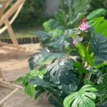 Lifelike Tropical Ficus Tree - No-Maintenance Home Decor photo review