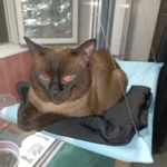 Sunny Cat Hammock Bed - Cozy Aerial Window Nest for Cats photo review