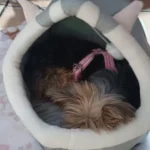 Cozy Cartoon Cat Bed: Removable, Washable, & Foldable Delight photo review