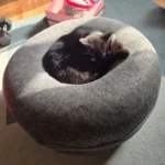 Cozy Dual Cat Bed & Tunnel - Interactive Plush Nest photo review