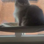Cozy Cat Hammock: Sunlit Window Nest for Happy Felines photo review