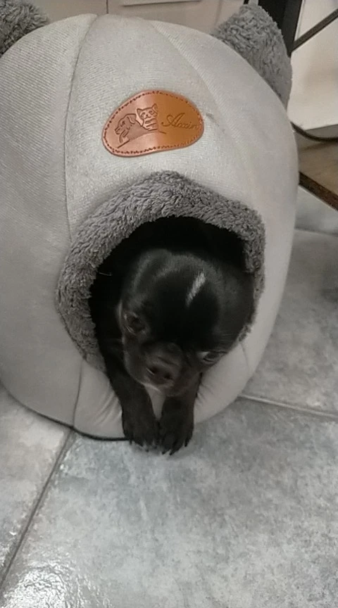 Cozy Cotton Cat Cave: Ultimate Winter Pet Bed Retreat photo review