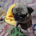 Cozy Banana Cat Bed: Cute & Portable Pet House for Cats photo review
