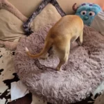 Plush Donut Cat Bed: Cozy, Washable Comfort for Pets photo review