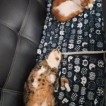 Cozy Plush Cat & Small Dog Bed Mat - Breathable & Soft photo review