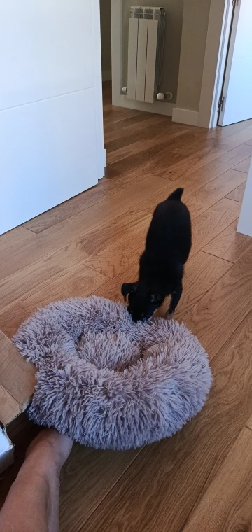 Cozy Round Pet Bed in Stylish Gradient for Large Dogs photo review