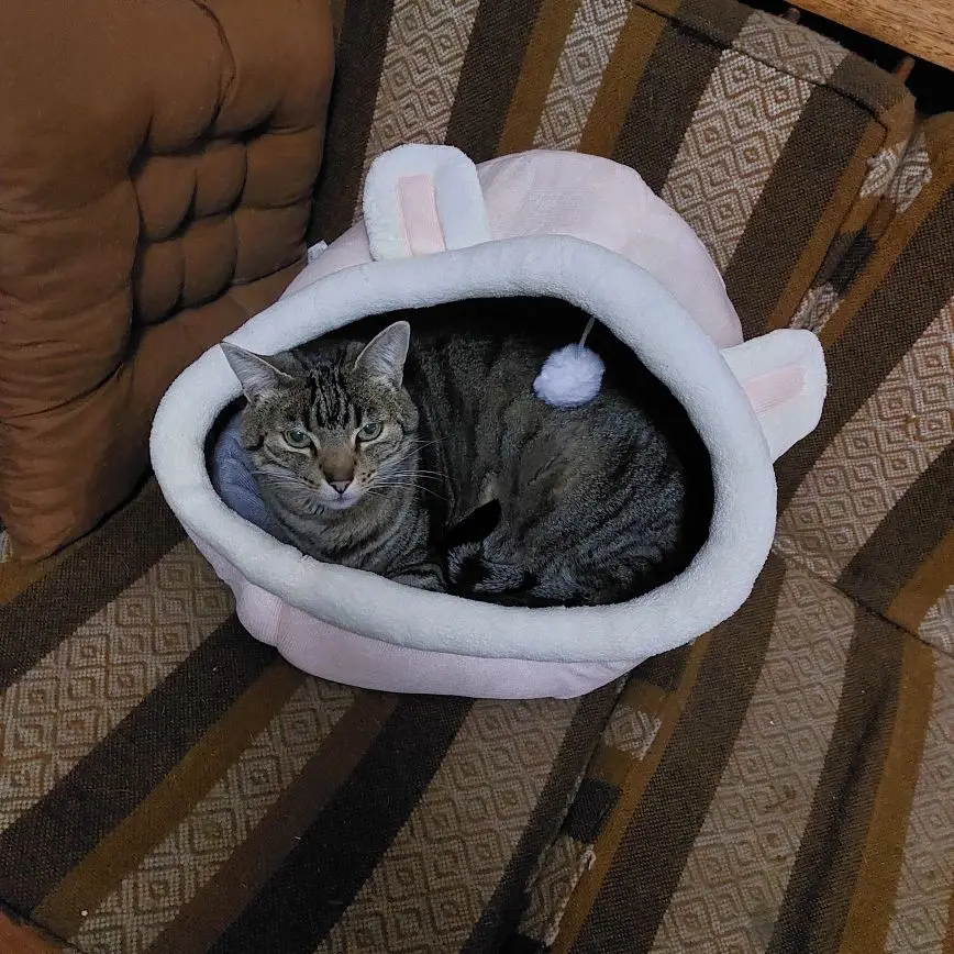 Cozy Cartoon Cat Bed: Removable, Washable, & Foldable Delight photo review