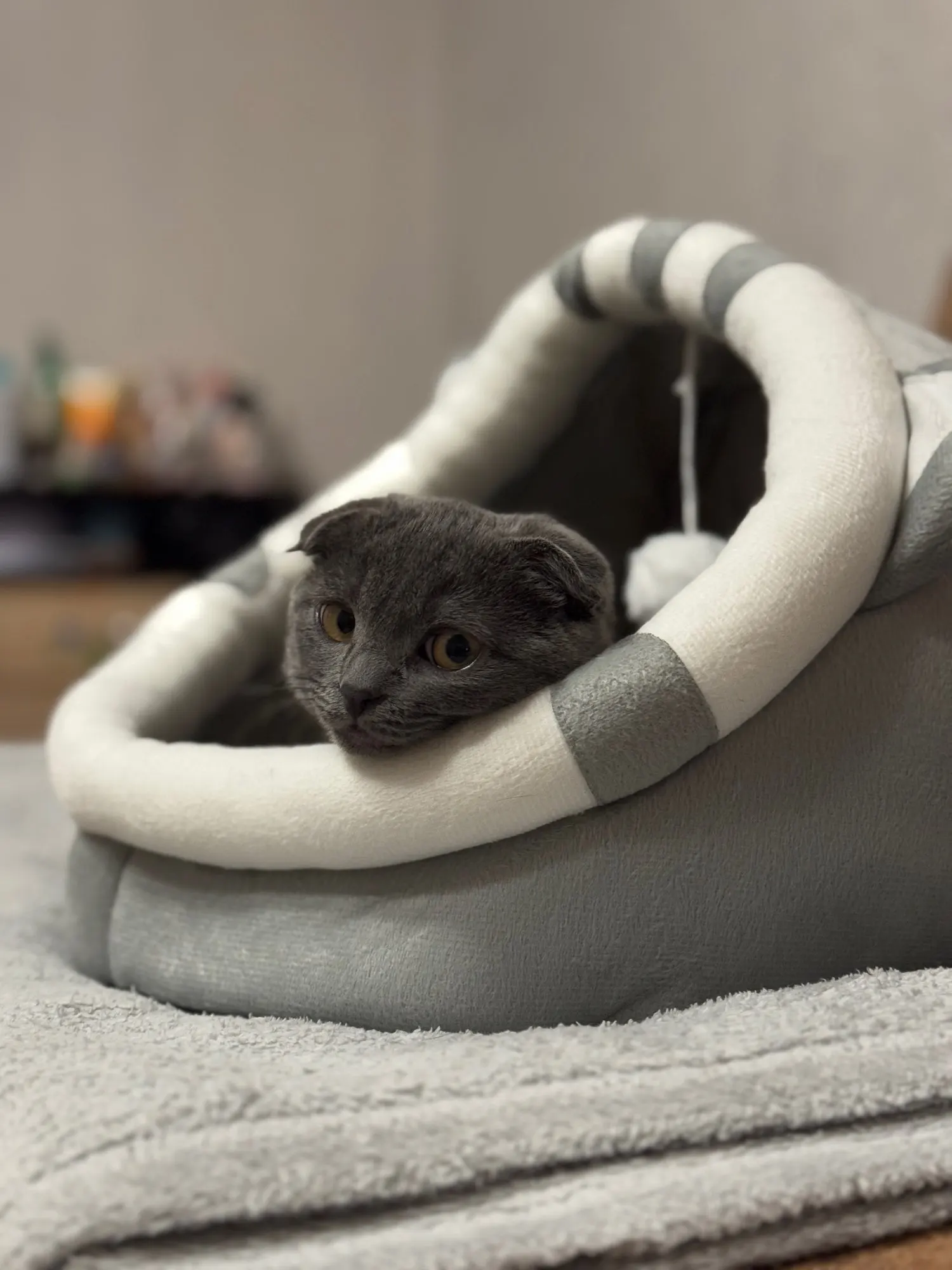 Cozy Cotton Cat Cave: Warm Pet Bed for Cats & Small Dogs photo review