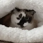 Cozy Plush Cat Sleeping Bag - Ultra Soft Travel Nest photo review