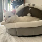 Cozy Cotton Cat Cave: Warm Pet Bed for Cats & Small Dogs photo review