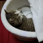 Cozy Instant Noodle Pet Bed for Dogs and Cats - Warm Nest photo review