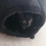 Cozy Cotton Cat Cave: Ultimate Winter Pet Bed Retreat photo review