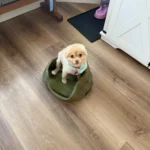 Dog Cushions Pet Bed Sofa Beds Large Dogs Fluffy Medium Blanket Pets Accessories Bad Mat Products Puppy Supplies Cats Small Big photo review