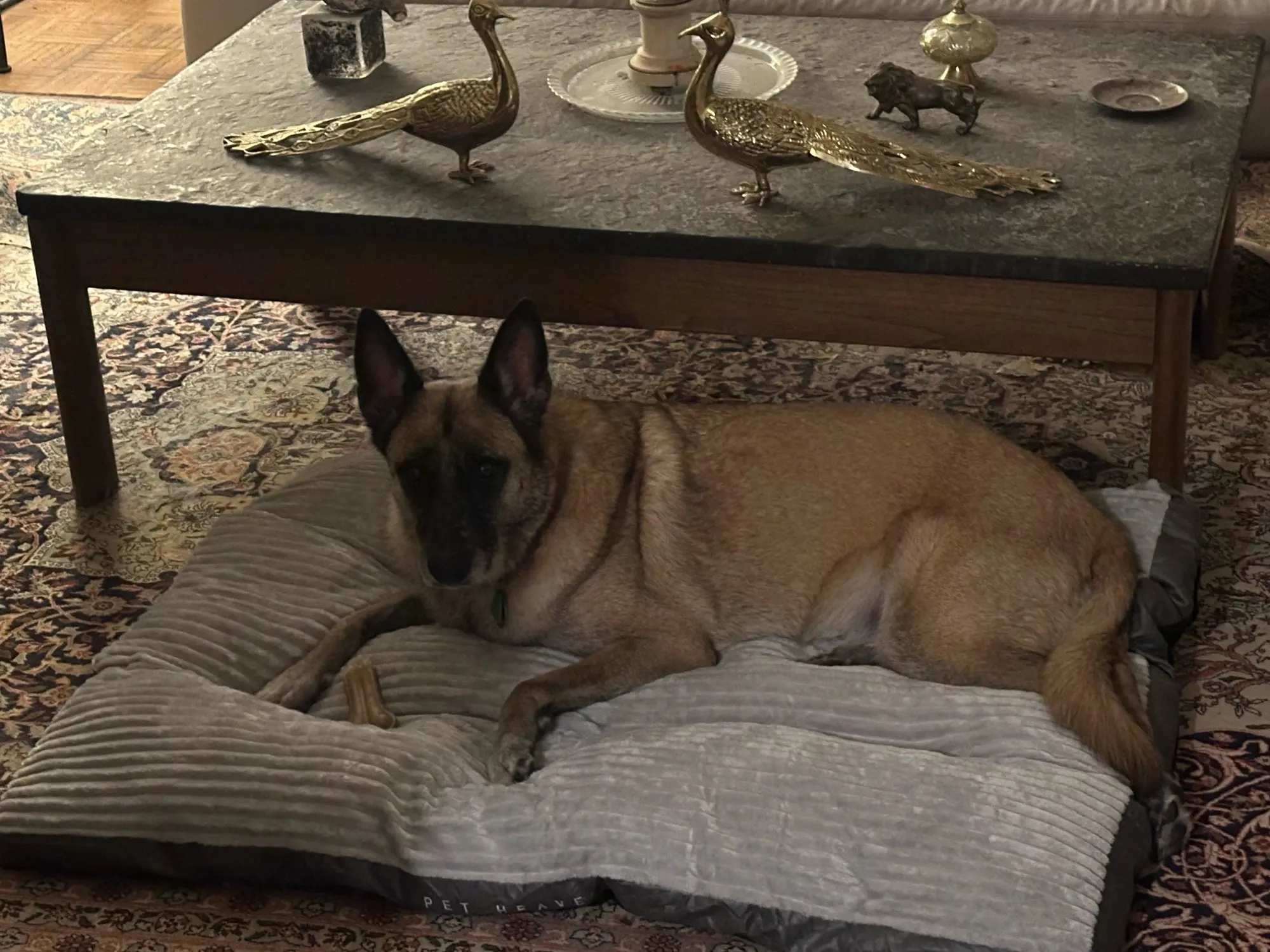 Dogs Sleeping Beds Soft Fleece Pet Blanket Detachable Cat Puppy Mat Cushion for Small Medium Large Dogs Pet Mats Accessories photo review