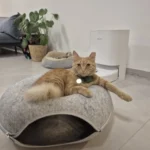 Cozy Felt Donut Cat Bed & Tunnel - Interactive Play Haven photo review