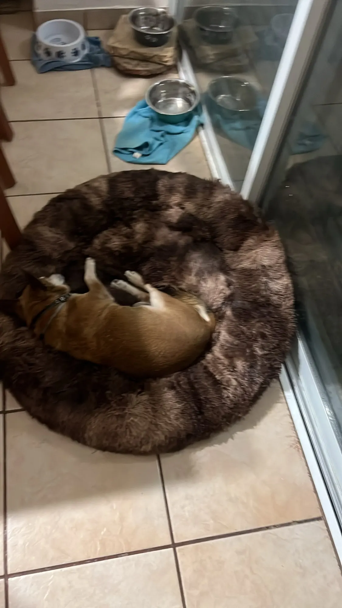 Cozy Round Pet Bed in Stylish Gradient for Large Dogs photo review