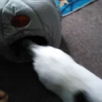 Cozy Cotton Cat Cave: Ultimate Winter Pet Bed Retreat photo review