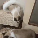 Cozy Plush Cat Sleeping Bag - Ultra Soft Travel Nest photo review