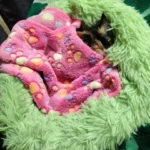 Home Plush Pet Nest Winter Cat Nest Dog Nest Warm Detachable and Washable Round Cat Nest Pet Bed Seasonal Universal Decoration photo review