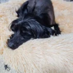 Cozy Round Pet Bed in Stylish Gradient for Large Dogs photo review