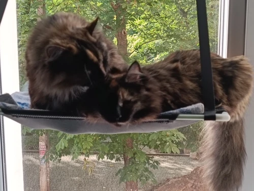 Breathable Cat Hammock with Suction Cups for Sunbathing Bliss photo review