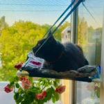 Breathable Cat Hammock with Suction Cups for Sunbathing Bliss photo review