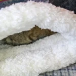 Cozy Plush Cat Sleeping Bag - Ultra Soft Travel Nest photo review