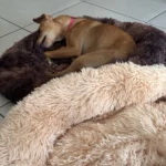 Cozy Round Pet Bed in Stylish Gradient for Large Dogs photo review