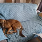 Waterproof Sofa Slipcover for Kids & Pets - Non-Slip Comfort photo review