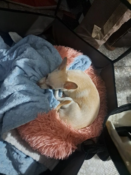 Plush Donut Cat Bed: Cozy, Washable Comfort for Pets photo review