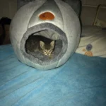Cozy Cotton Cat Cave: Ultimate Winter Pet Bed Retreat photo review