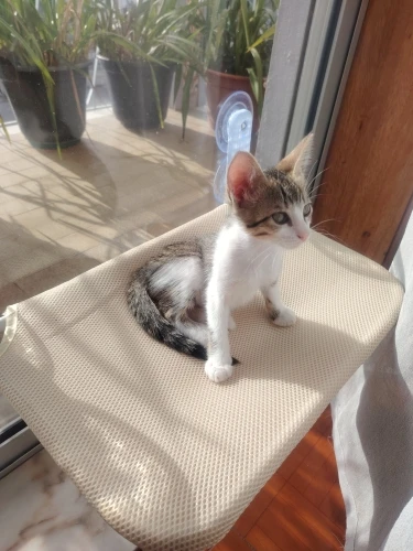 Sunshine Bliss: Foldable Suction Cup Cat Hammock Bed photo review