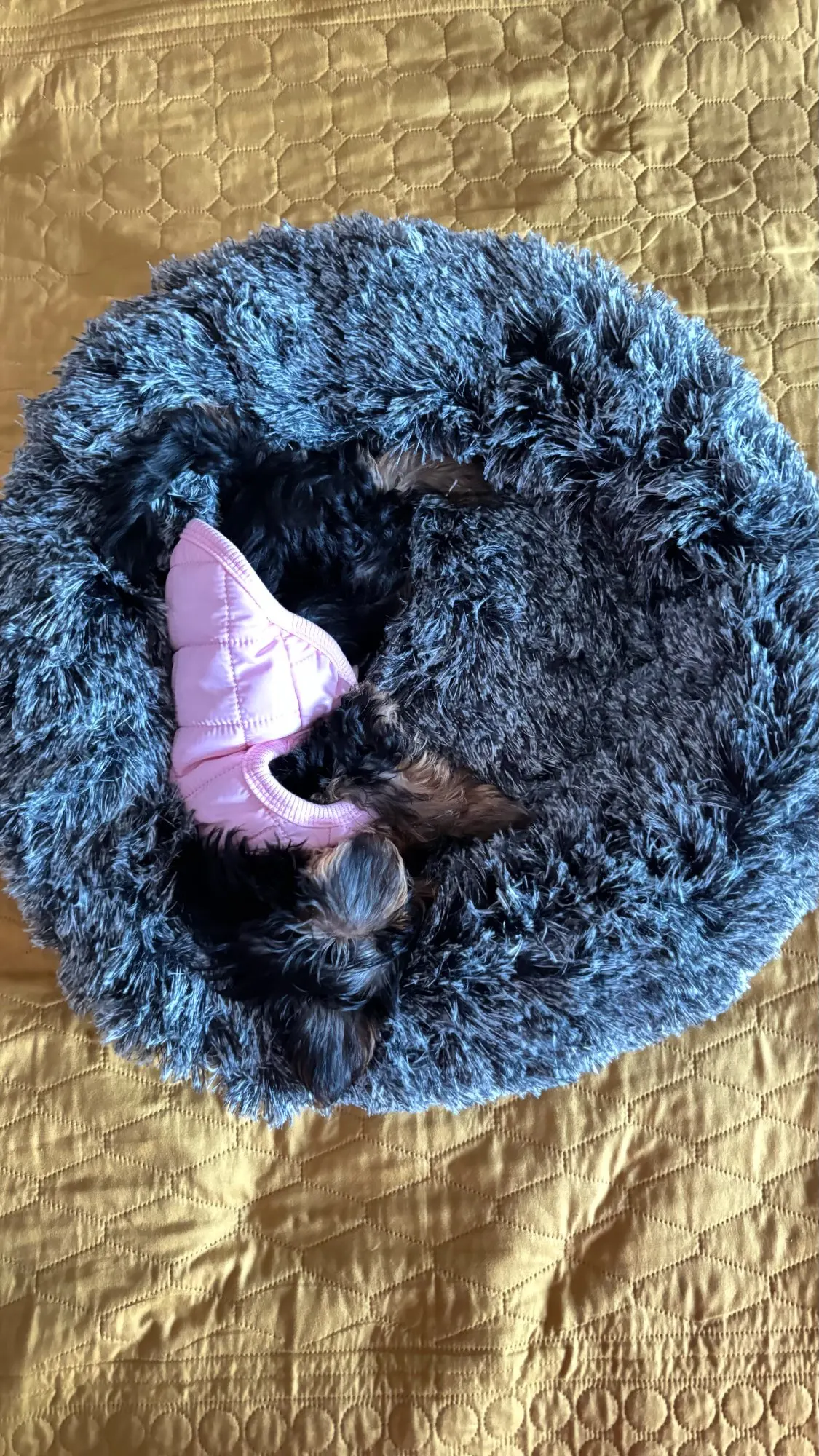 Cozy Round Pet Bed in Stylish Gradient for Large Dogs photo review