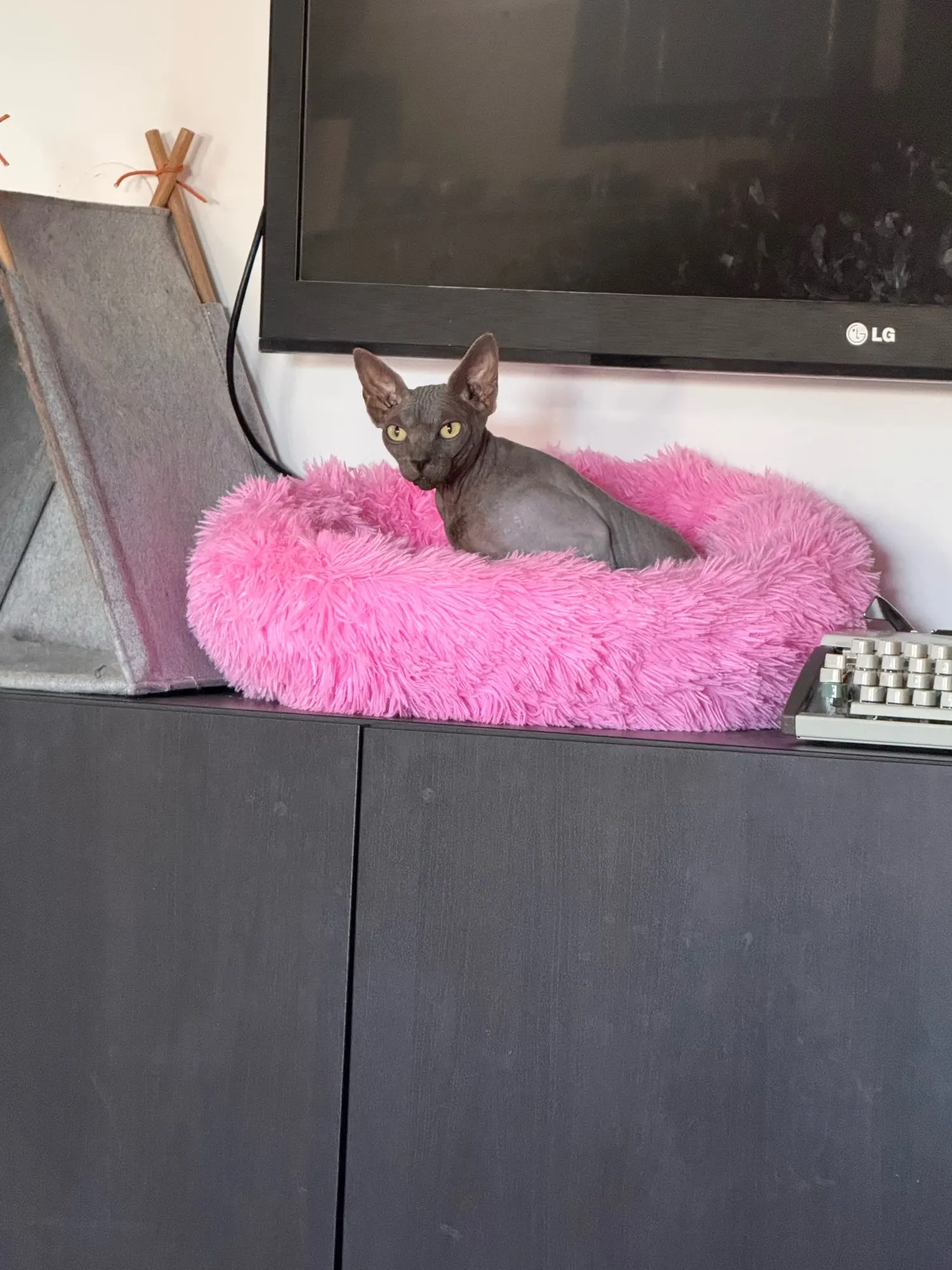 Plush Donut Cat Bed: Cozy, Washable Comfort for Pets photo review